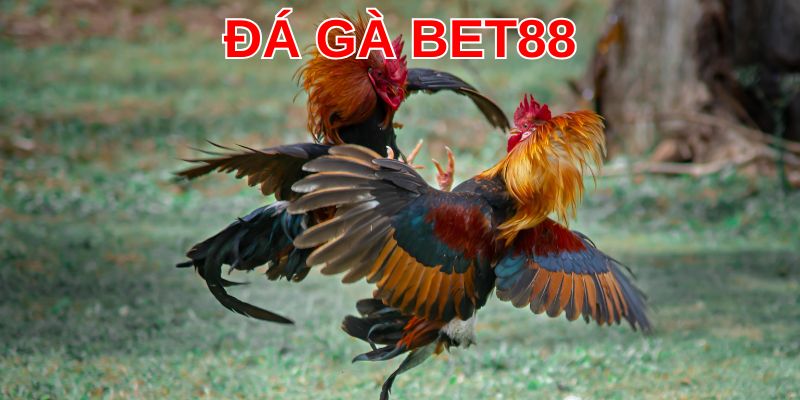 Tận hưởng những phút giây chiến thắng vinh quang cùng sảnh đá gà