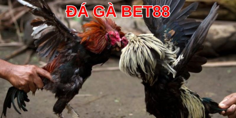 Học hỏi bí quyết chọi gà đỉnh cao từ những cao thủ lão luyện
