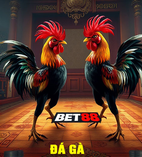 đá gà