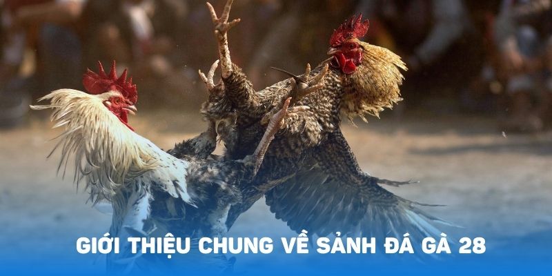Sảnh đá gà 28 liên kết với nhà cái Bet88 tạo nên không gian lý tưởng