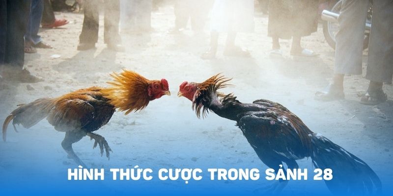 Tham gia đá gà cựa tròn với nhiều điều hấp dẫn