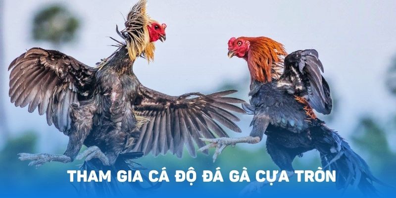 Hình thức cá cược của sảnh đá gà 28 cung cấp